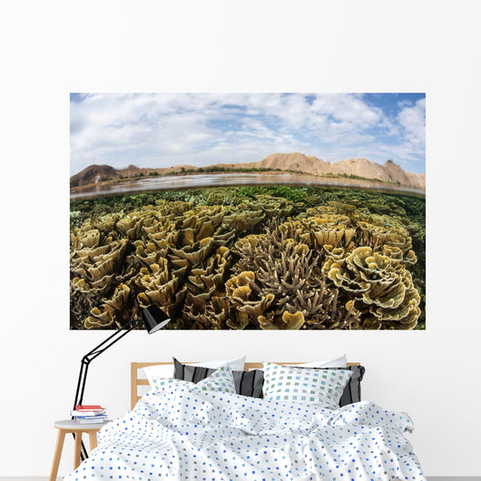 Fragile Corals Grow Shallow Wall Decal Design 11