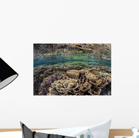 Fragile Corals Grow Shallow Wall Decal Design 10