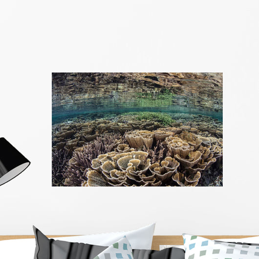Fragile Corals Grow Shallow Wall Decal Design 10