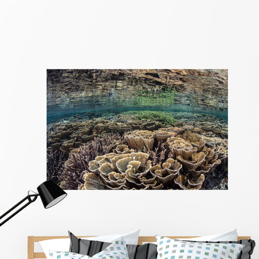 Fragile Corals Grow Shallow Wall Decal Design 10