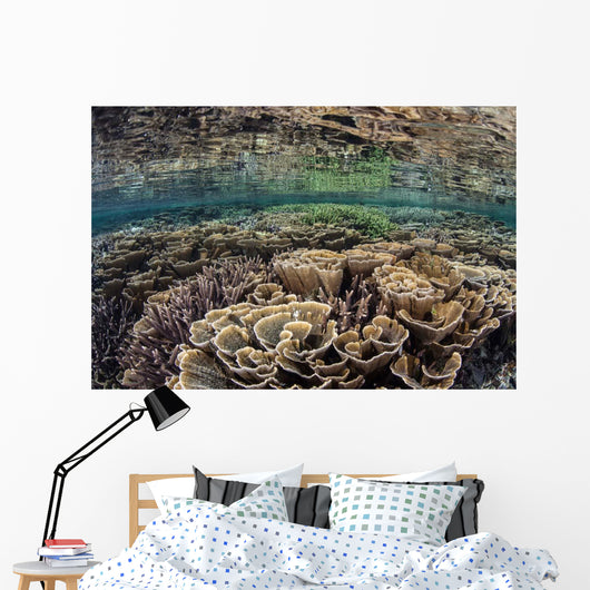 Fragile Corals Grow Shallow Wall Decal Design 10
