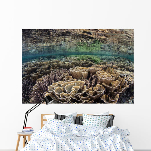 Fragile Corals Grow Shallow Wall Decal Design 10