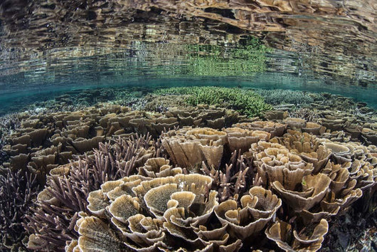 Fragile Corals Grow Shallow Wall Decal Design 10