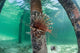 Lionfish Swims beneath Pier Wall Decal