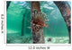 Lionfish Swims beneath Pier Wall Decal