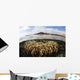 Fire Coral Colony Grows Wall Decal