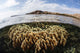 Fire Coral Colony Grows Wall Decal