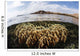Fire Coral Colony Grows Wall Decal