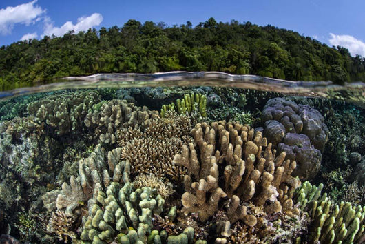 Diverse Array Reef-building Corals Wall Decal Design 7