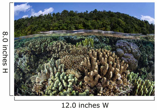 Diverse Array Reef-building Corals Wall Decal Design 7