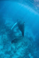 Humpback Whale Caribbean Sea Wall Decal Design 2