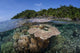 Diverse Array Reef-building Corals Wall Decal Design 6
