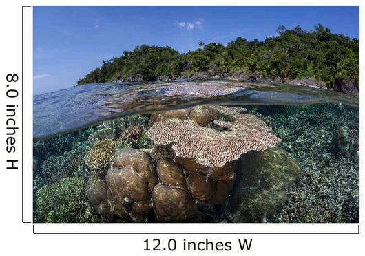 Diverse Array Reef-building Corals Wall Decal Design 6