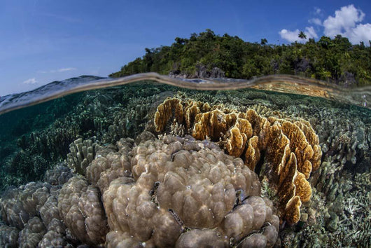 Diverse Array Reef-building Corals Wall Decal Design 5