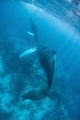 Humpback Whale and Her Wall Decal Design 2