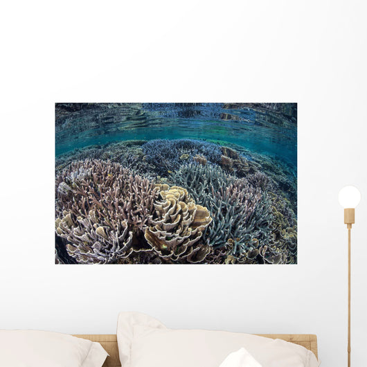 Fragile Corals Grow Shallow Wall Decal Design 9