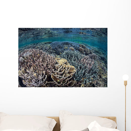 Fragile Corals Grow Shallow Wall Decal Design 9
