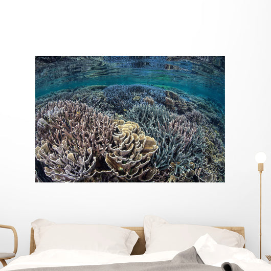 Fragile Corals Grow Shallow Wall Decal Design 9
