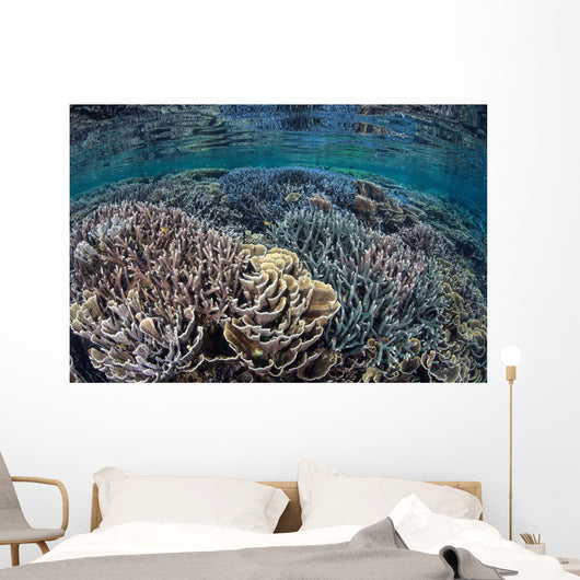 Fragile Corals Grow Shallow Wall Decal Design 9