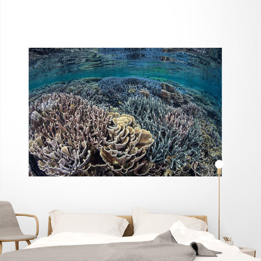 Fragile Corals Grow Shallow Wall Decal Design 9