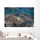 Fragile Corals Grow Shallow Wall Decal Design 9