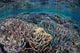 Fragile Corals Grow Shallow Wall Decal Design 9