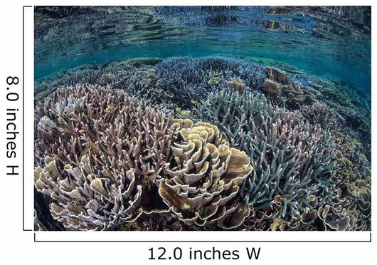Fragile Corals Grow Shallow Wall Decal Design 9