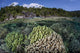 Diverse Array Reef-building Corals Wall Decal Design 4