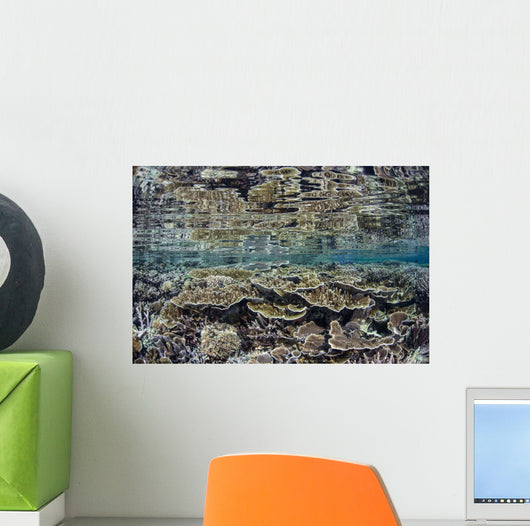 Fragile Corals Grow Shallow Wall Decal Design 8