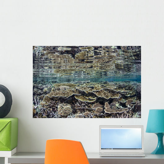 Fragile Corals Grow Shallow Wall Decal Design 8