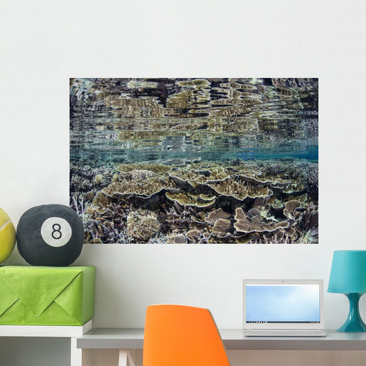 Fragile Corals Grow Shallow Wall Decal Design 8