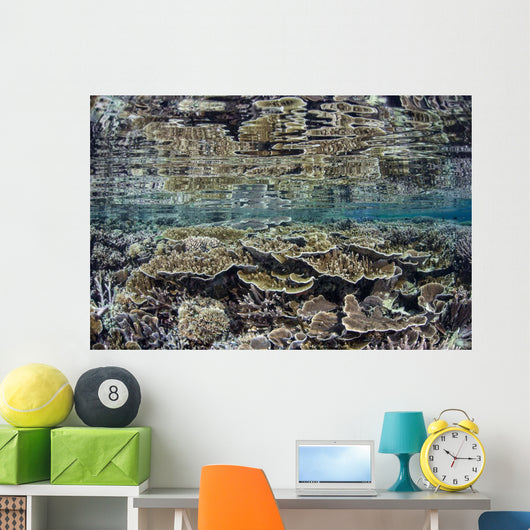 Fragile Corals Grow Shallow Wall Decal Design 8