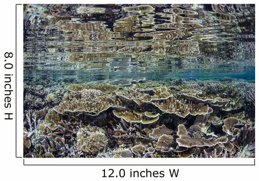 Fragile Corals Grow Shallow Wall Decal Design 8