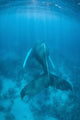 Humpback Whale Caribbean Sea Wall Decal Design 1