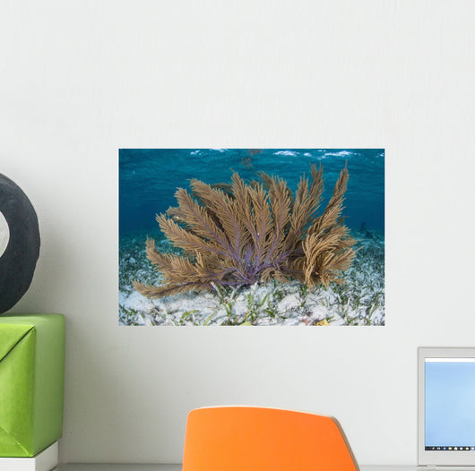 Colorful Gorgonian Grows off Wall Decal Design 2