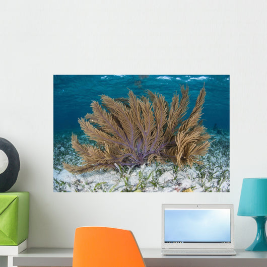 Colorful Gorgonian Grows off Wall Decal Design 2