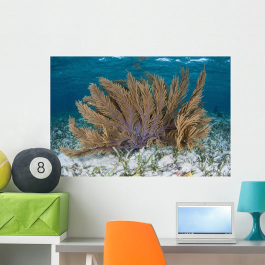 Colorful Gorgonian Grows off Wall Decal Design 2