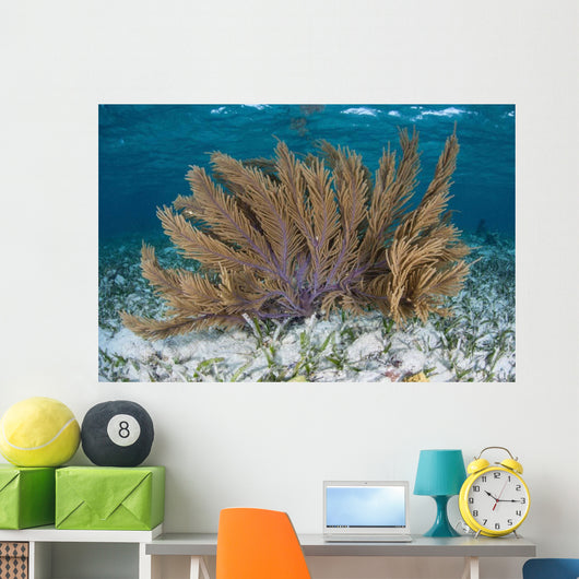 Colorful Gorgonian Grows off Wall Decal Design 2