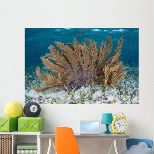 Colorful Gorgonian Grows off Wall Decal Design 2