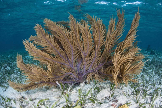 Colorful Gorgonian Grows off Wall Decal Design 2