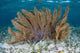 Colorful Gorgonian Grows off Wall Decal Design 2
