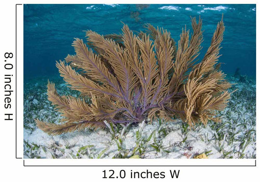 Colorful Gorgonian Grows off Wall Decal Design 2