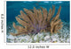 Colorful Gorgonian Grows off Wall Decal Design 2