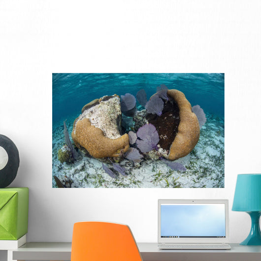Brain Coral and Gorgonians Wall Decal Design 1