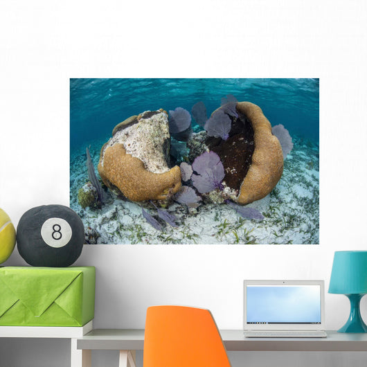 Brain Coral and Gorgonians Wall Decal Design 1