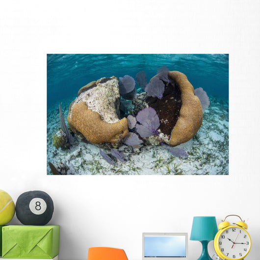 Brain Coral and Gorgonians Wall Decal Design 1