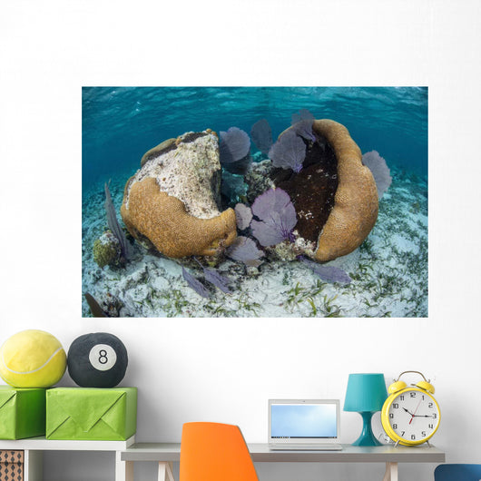 Brain Coral and Gorgonians Wall Decal Design 1
