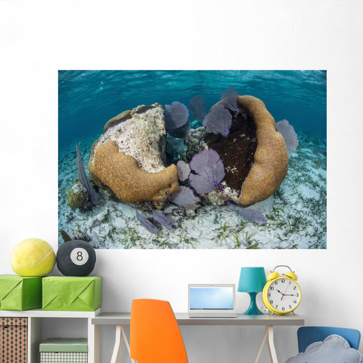 Brain Coral and Gorgonians Wall Decal Design 1