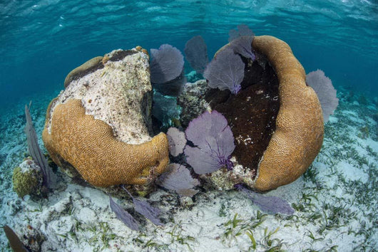 Brain Coral and Gorgonians Wall Decal Design 1