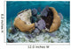 Brain Coral and Gorgonians Wall Decal Design 1